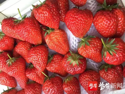 草莓官方視頻下載,平衡實(shí)施策略-U_v6.283