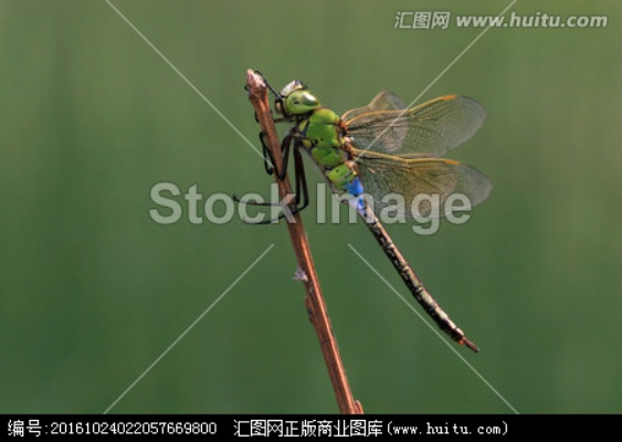 官方下載蜻蜓2017,創(chuàng)新方案設(shè)計(jì)-至尊版_v8.354